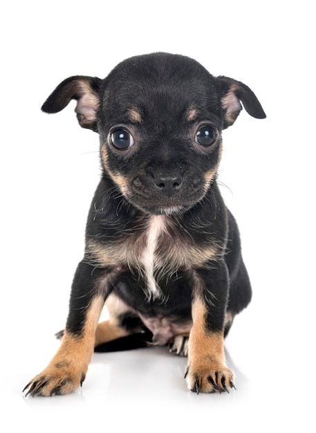 Kleine Chihuahua