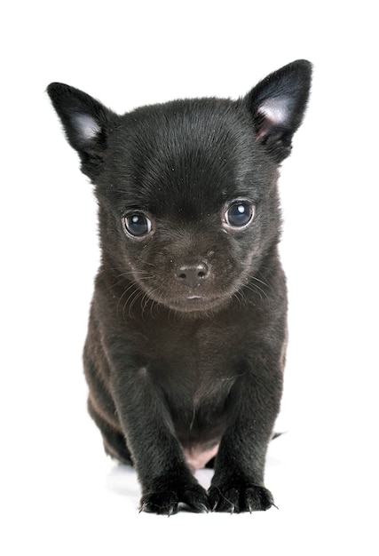 Kleine Chihuahua