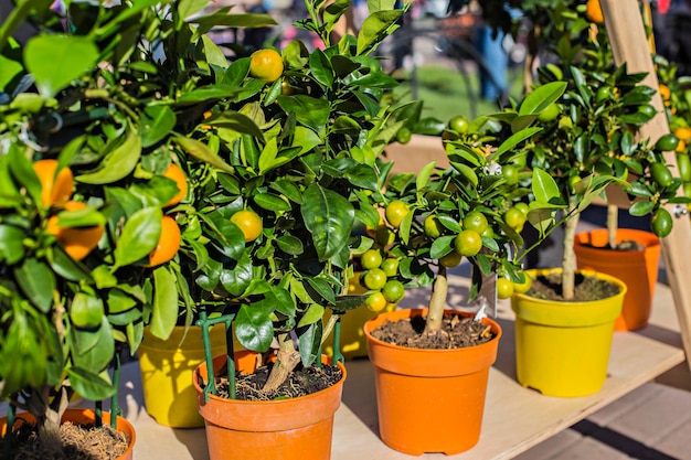 Kleine dekorative Zwergorangenbäume auf dem Blumenmarkt