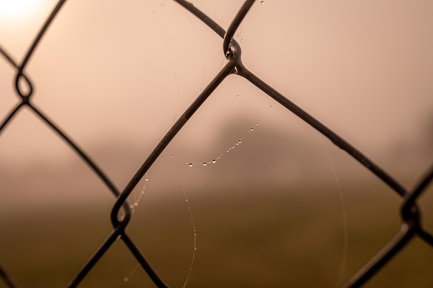 kleine delikate Wassertropfen auf einem Spinnenweb in Nahaufnahme an einem nebligen Tag