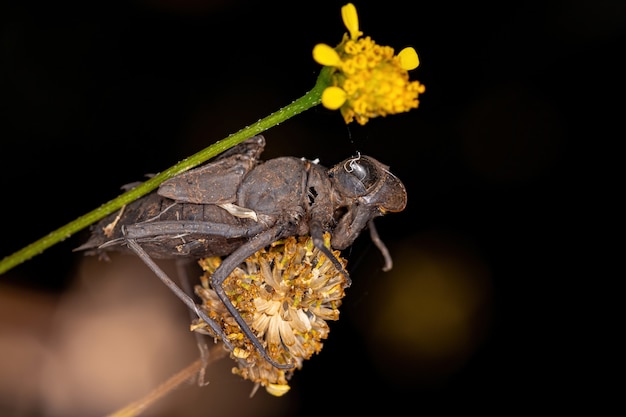 Kleine Drachenfliegen-Insektenhäupter der Unterordnung Anisoptera