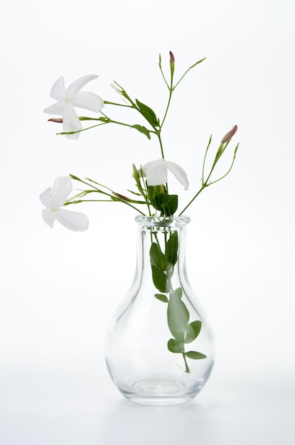 Foto kleine durchsichtige vase mit jasminbüchern