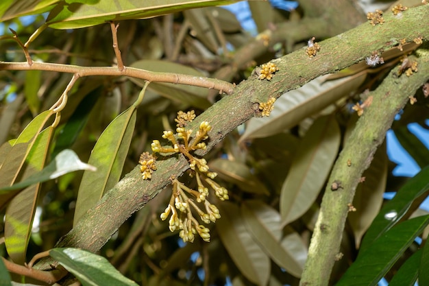 kleine Durianblüten