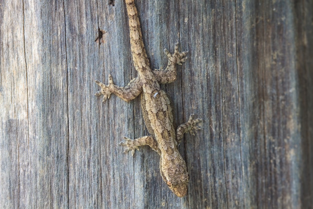 Kleine Eidechse des Hauses auf dem Baum