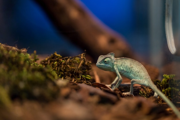 Kleine Eidechse im Terrarium für Wohnkultur