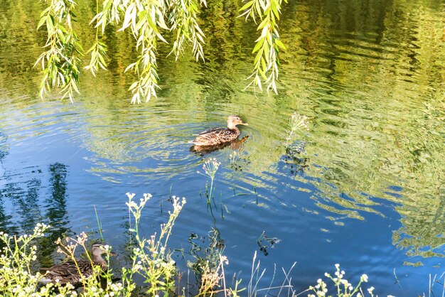 Kleine Ente bei ruhigem Wasser mit grüner Reflektion