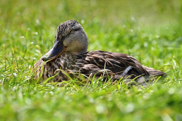 Kleine Enten am Teich Junge StockentenAnas platyrhynchos