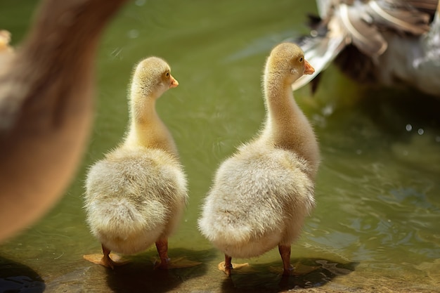 Foto kleine enten schwimmen in einem teich mit erwachsenen enten