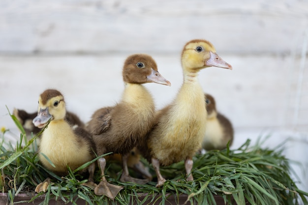 Kleine Entenküken auf grünem Gras