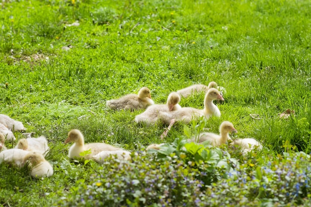 Kleine Entenküken ruhen auf der Wiese in der Sonne Eine Herde kleiner Entenküken liegt im Gras