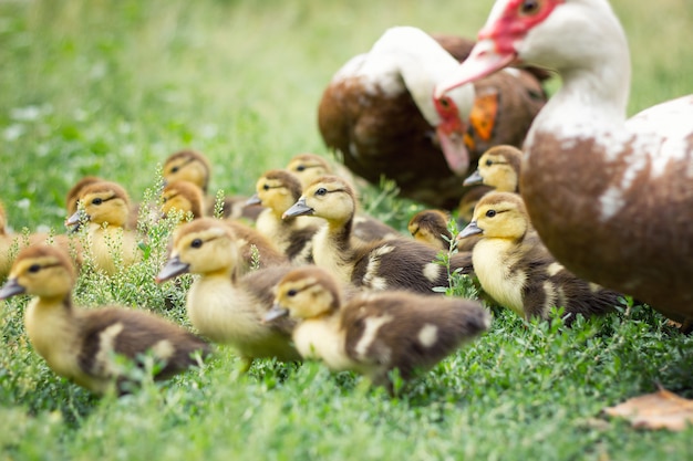 Kleine Entlein im grünen Gras, Landwirtschaft