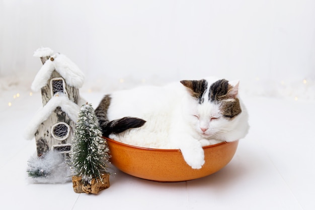 Kleine entzückende Katze nahe Weihnachtsdekorationen