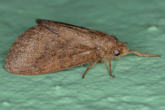 Kleine erwachsene Motte der Ordnung Lepidoptera