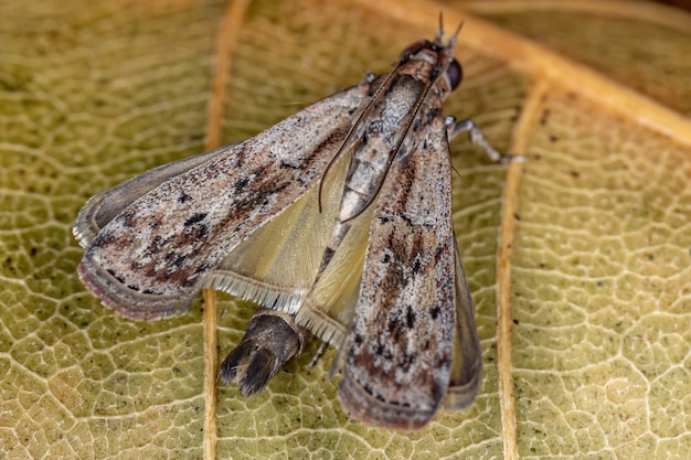 Foto kleine erwachsene motte der ordnung lepidoptera