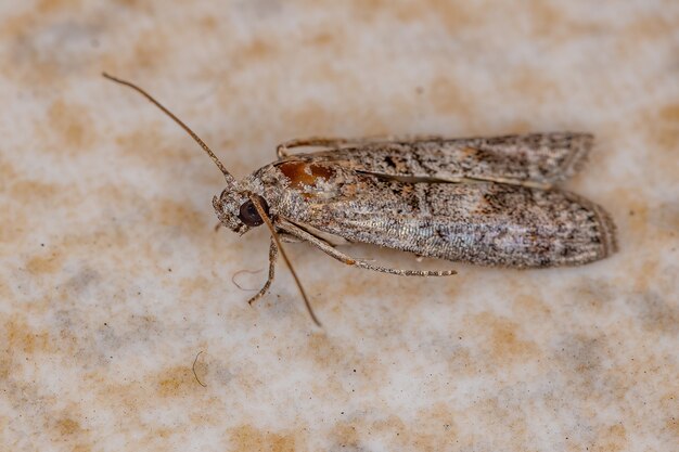 Kleine erwachsene Motte der Ordnung Lepidoptera