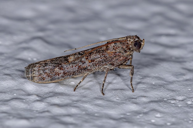 Kleine erwachsene Motte der Ordnung Lepidoptera