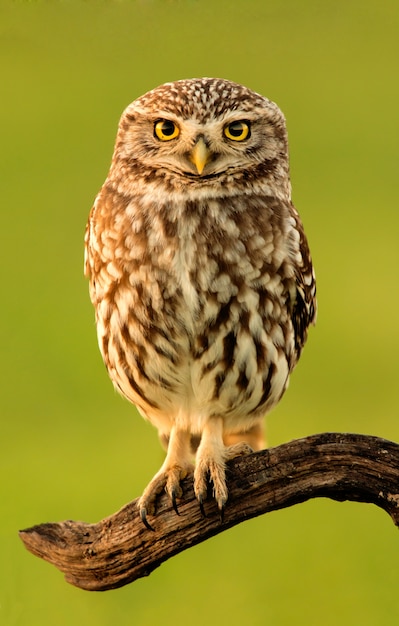 Foto kleine eule in der natur