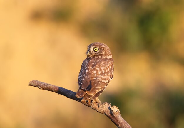 Kleine Eulenküken sitzt auf einem dicken Ast in den Strahlen der Abendsonne