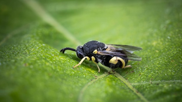 Kleine exotische Biene auf einem Blatt unglaubliche Tierwelt