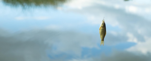 Foto kleine fische auf seehintergrund