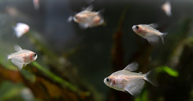 Kleine fische im aquarium.