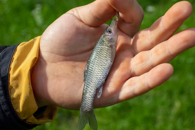 Foto kleine fische in der hand. unscharfer hintergrund.