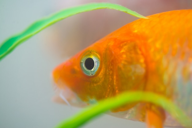 Kleine Fische Phantasie Karpfen im Aquarium oder Aquarium