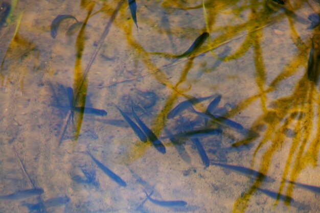 Kleine Fische schwimmen im schlammigen Schmutzwasser im See