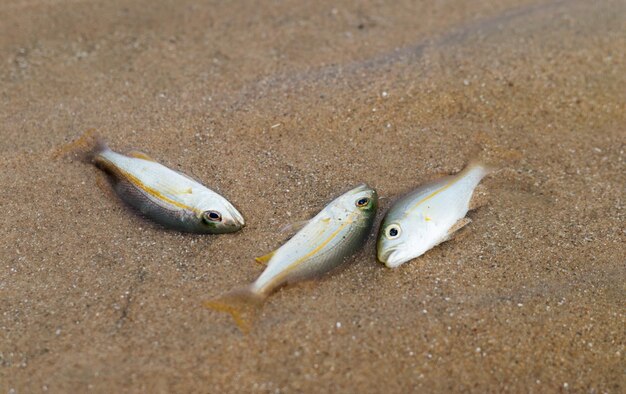 Kleine Fische sterben durch Tubavergiftung oder Derris-Pflanzen Umweltprobleme