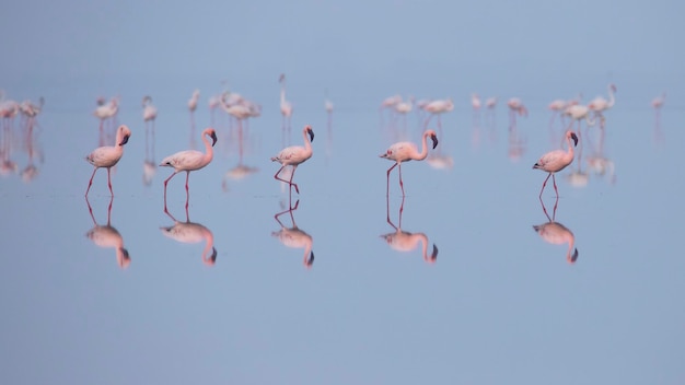 Kleine Flamingos oder Flamingos auf dem See auf der Suche nach Nahrung