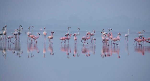 Kleine Flamingos oder Flamingos auf dem See auf der Suche nach Nahrung