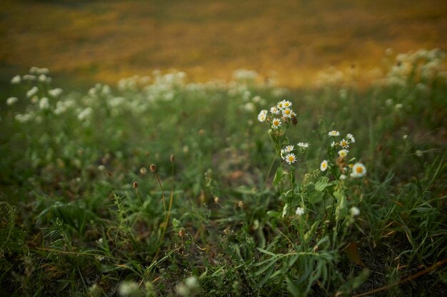 kleine Gänseblümchen auf der Wiese. Grünes Gras .