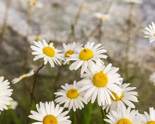 Kleine Gänseblümchen mit voll blühenden weißen Blütenköpfen und grünen Stielen auf einem Hintergrund aus grauen Steinen