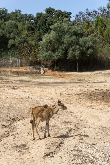 Kleine gehörnte Antilope im Safaripark