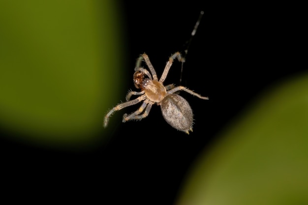 Kleine Geisterspinne der Familie Anyphaenidae