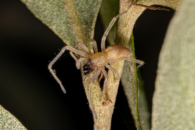 Kleine Geisterspinne