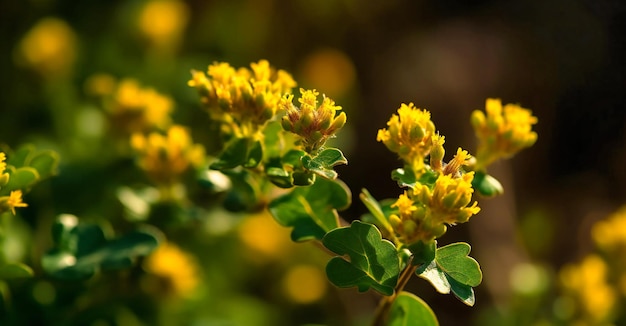 Kleine gelbe Blüten im Sonnenlicht auf grünem Hintergrund