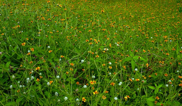 Kleine gelbe Blume im flachen Fokus im Park.