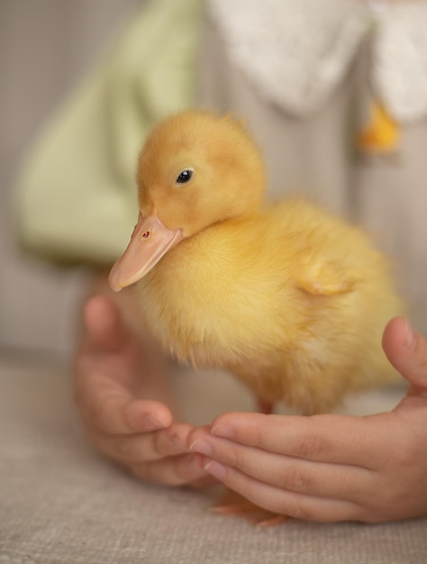 Foto kleine gelbe ente in den händen eines kindes