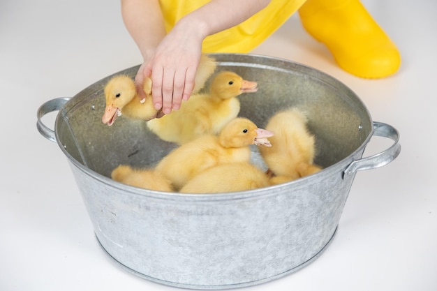 Kleine gelbe flauschige Entchen in Kinderhänden auf weißem Hintergrund das Konzept von Ostern