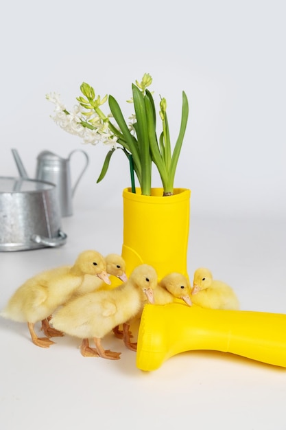 Kleine gelbe flauschige Küken auf weißem Hintergrund das Konzept von Ostern