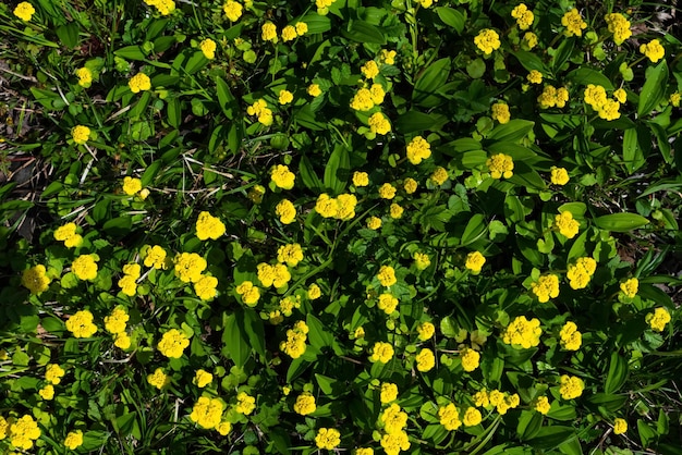 Kleine gelbe Frühlingsblumen im Wald Erste Frühlingsblumen blühen Vorfrühlingsblumen