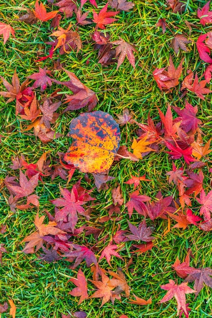 Kleine gelbe Herbstblätter liegen auf dem grünen Gras es ist Herbst