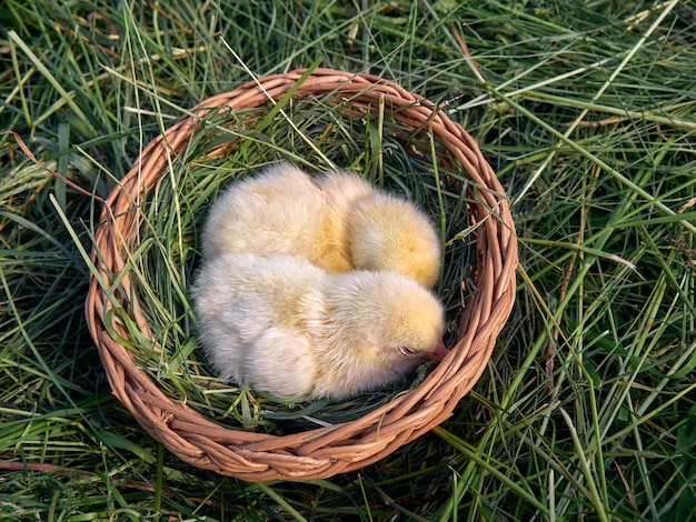 Kleine gelbe Hühner im Korb.