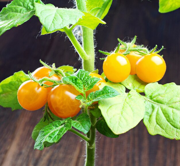 Kleine gelbe Kirschtomaten Nahaufnahme