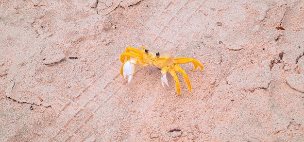 kleine gelbe Krabbe auf dem Strandsand