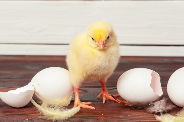 Kleine gelbe Küken und Eierschalen