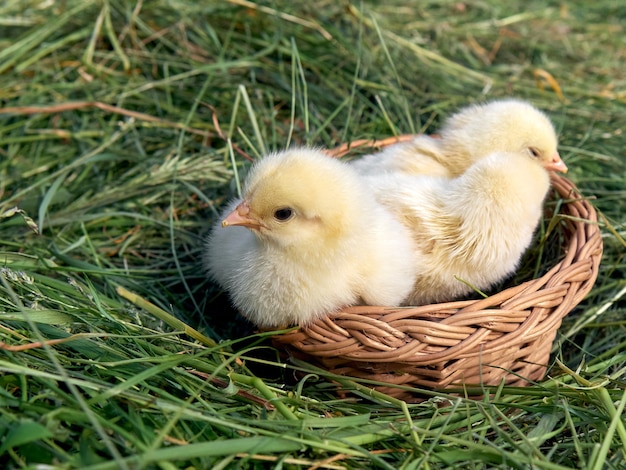 Foto kleine gelbe süße babyküken.