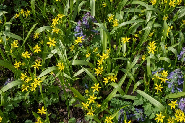 Kleine gelbe und blaue Blumen zwischen den grünen Blättern und dem Gras. Frühlingshintergrund. Ansicht von oben.