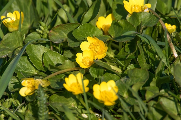 Kleine gelbe Wiesenblumen in einem grünen Gras